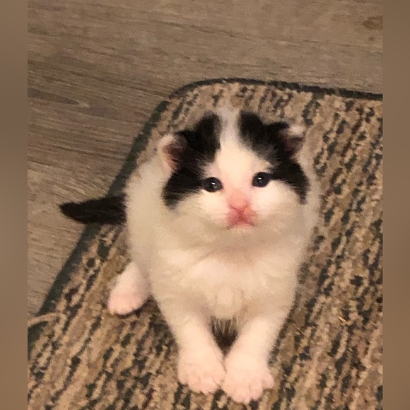 ๐ซ Meet the Posherโจ - Picture 2 of 4